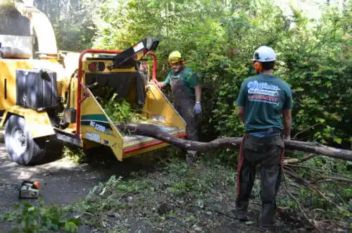 tree services Hacienda Heights